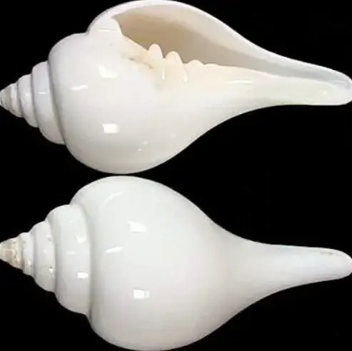 Shankha